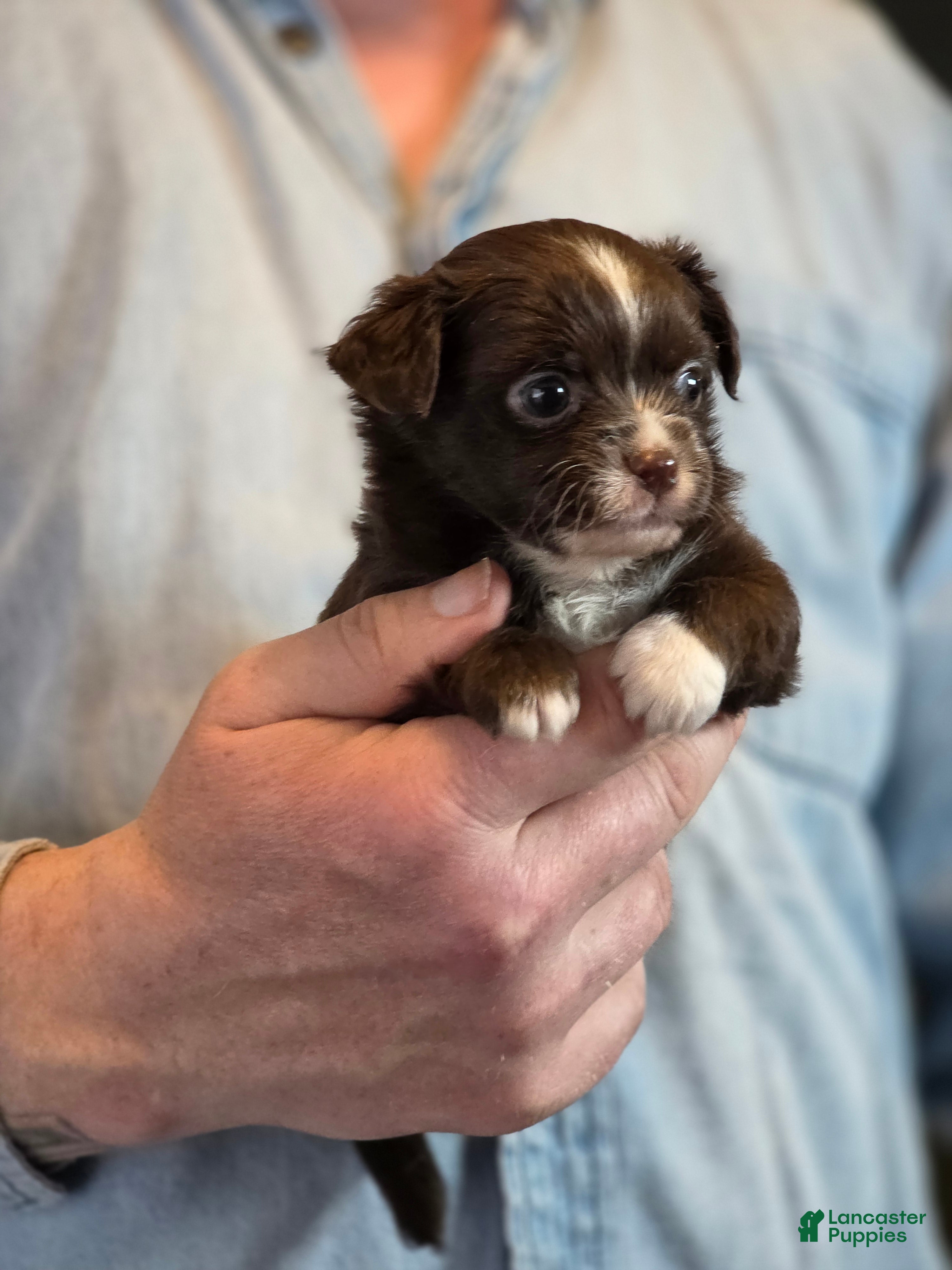 Chihuahua dogs Teddy - Ad 41