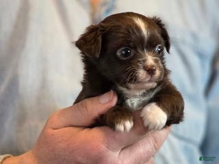 Chihuahua dogs Teddy - Ad 3