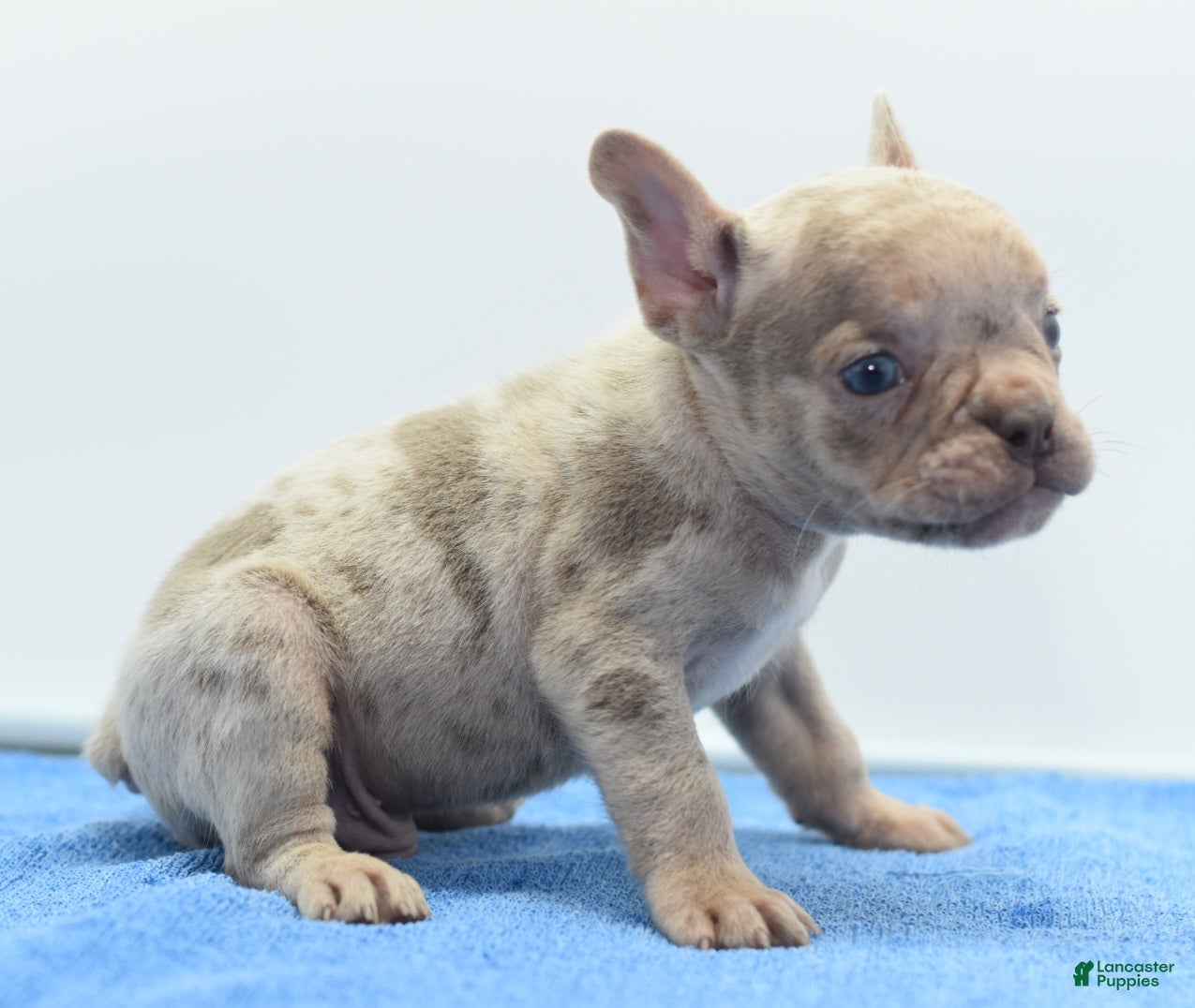 Mixed Breed dogs Milo merle  - Ad 2