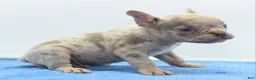 Mixed Breed dogs for sale: Milo merle  - Ad 4