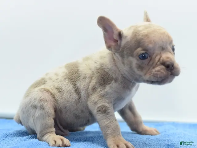 Mixed Breed dogs Milo merle - Ad 2