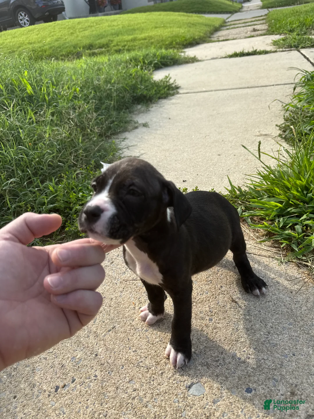 American Bully dogs for sale: Flash  - Ad 2
