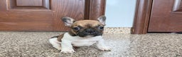 French Bulldog dogs for sale: French Bulldog Puppy 2 - Ad 10