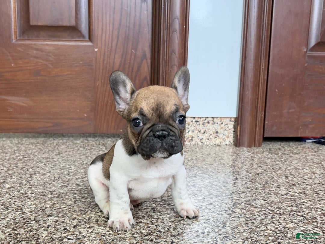 French Bulldog dogs for sale: French Bulldog Puppy 2 - Ad 10