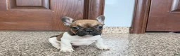 French Bulldog dogs for sale: French Bulldog Puppy 2 - Ad 10