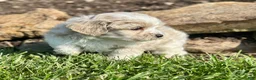 Maltipoo dogs for sale: Chuckles  - Ad 6