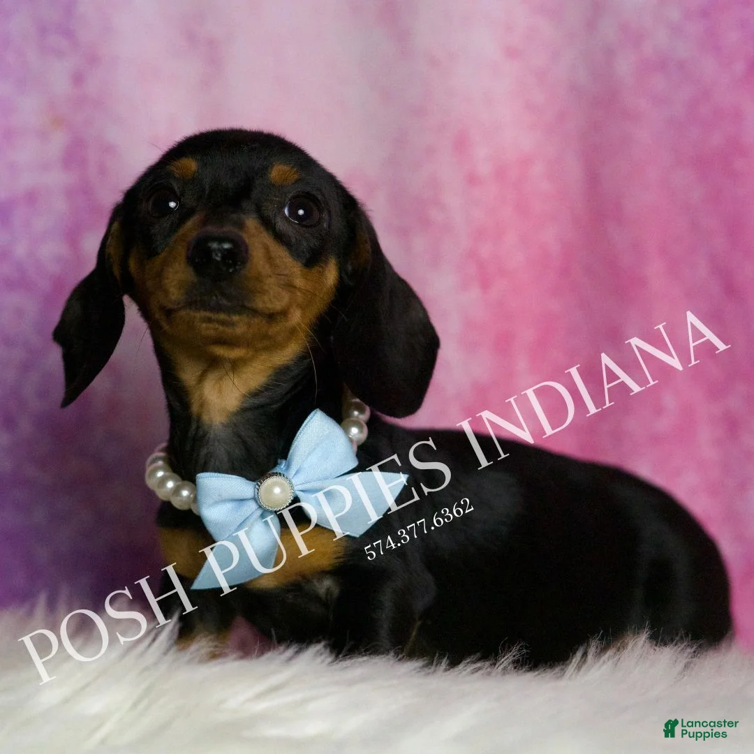 Miniature Dachshund dogs for sale: Slinkie - Ad 6