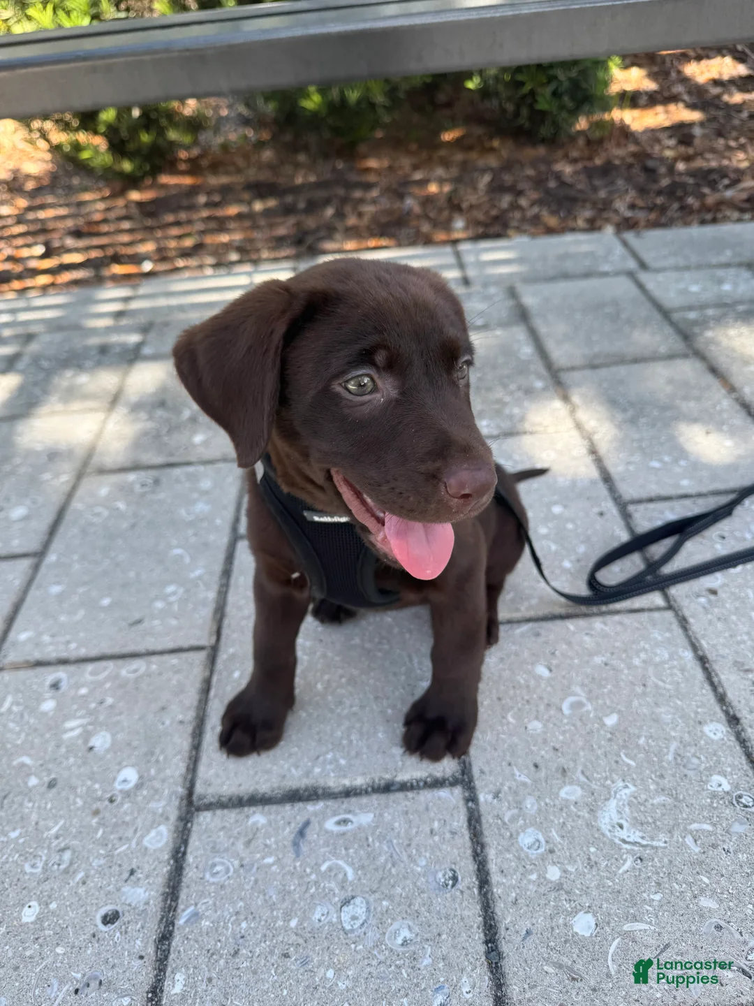 Labrador Retriever dogs for sale: Labrador Retriever Puppy 2 - Ad 2