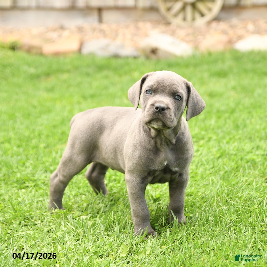 Cane Corso dogs Sarge - Ad 1