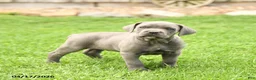 Cane Corso dogs for sale: Sarge - Ad 1
