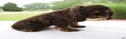 Cocker Spaniel dogs for sale: Karla - Ad 4