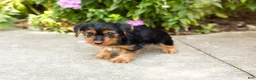 Yorkshire Terrier dogs for sale: Ollie - Ad 4