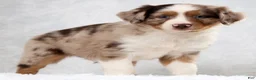 Miniature Australian Shepherd dogs for sale: Hunter - Ad 3