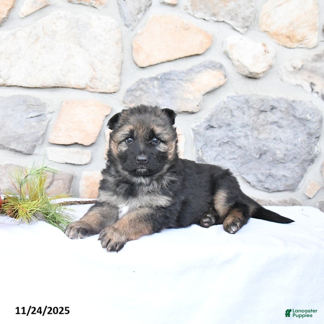 German Shepherd dogs for sale: Clover - Ad 1