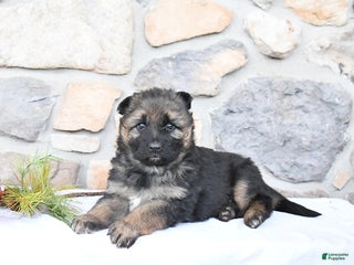 German Shepherd dogs Clover - Ad 42