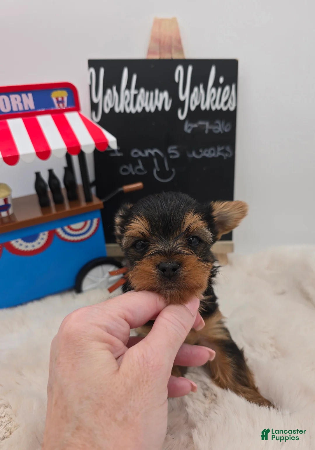 Yorkshire Terrier dogs for sale: Luke - Ad 1