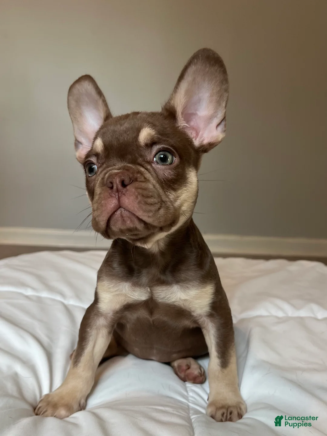 French Bulldog dogs for sale: Tucker - Ad 2