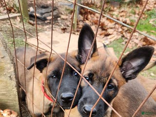 Belgian Malinois dogs Magenta - Ad 30