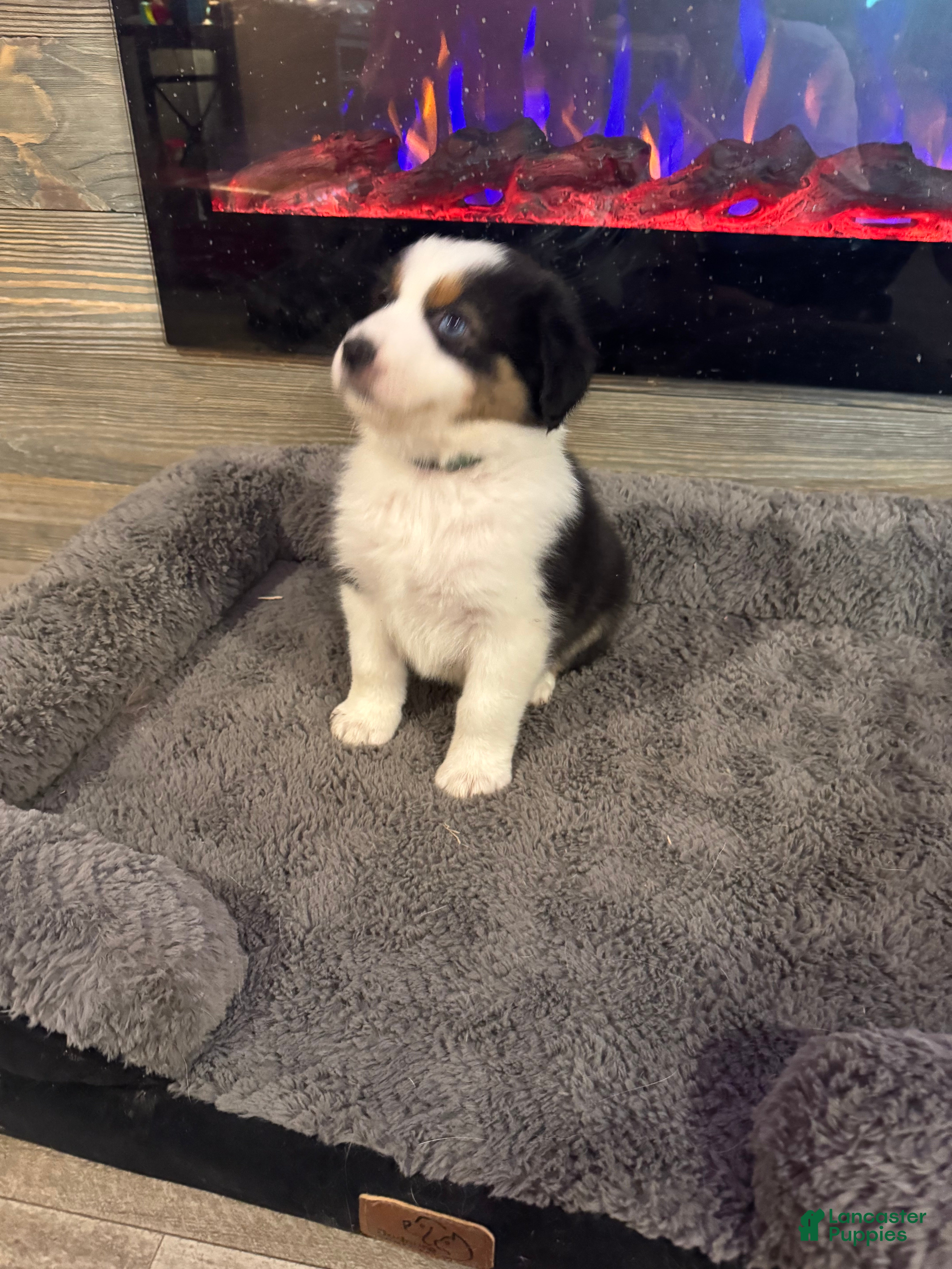Australian Shepherd dogs Riley - Ad 2