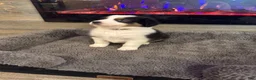 Australian Shepherd dogs for sale: Riley - Ad 2