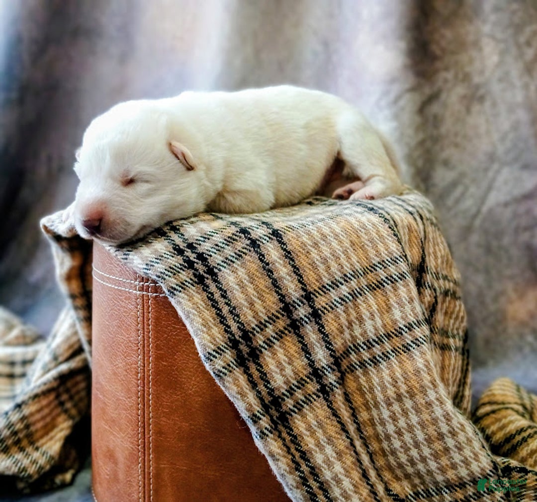 German Shepherd dogs for sale: Winter - Ad 1