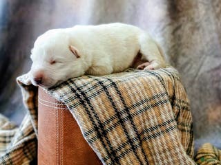 German Shepherd dogs Winter - Ad 6