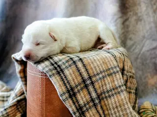 German Shepherd dogs Winter - Ad 42