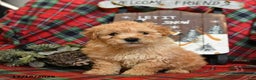 Bichpoo dogs for sale: Newton - Ad 3
