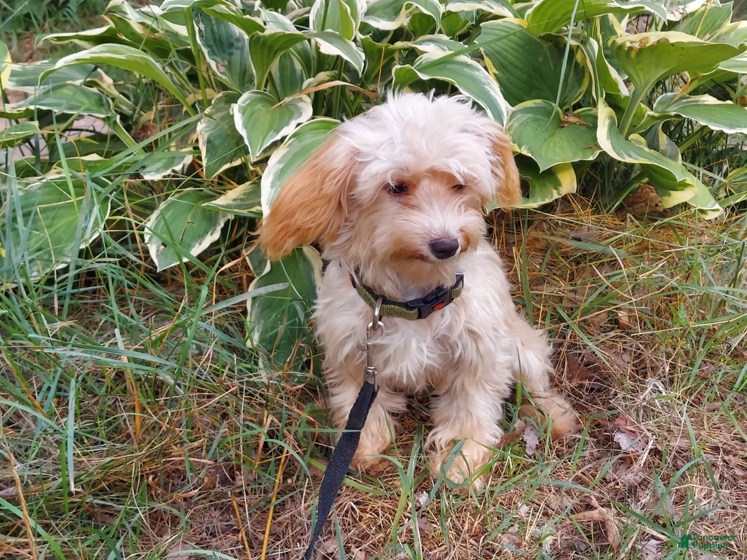 Maltipoo dogs for sale: Opalescent - Ad 2