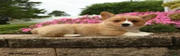 Welsh Corgi Pembroke dogs for sale: Willow - Ad 1