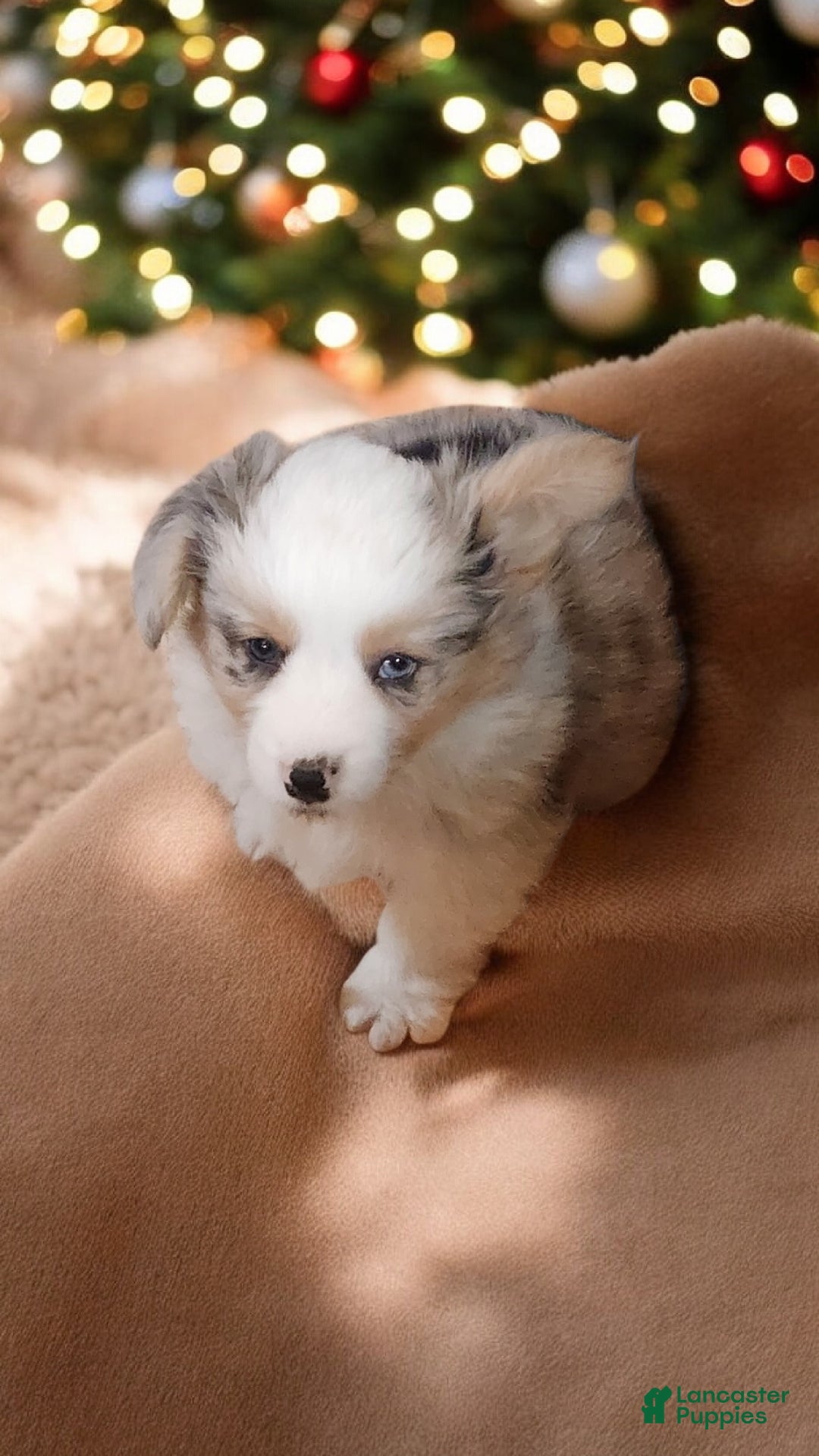 Welsh Corgi Pembroke dogs for sale: Merlin Fluffy Merle - Ad 17
