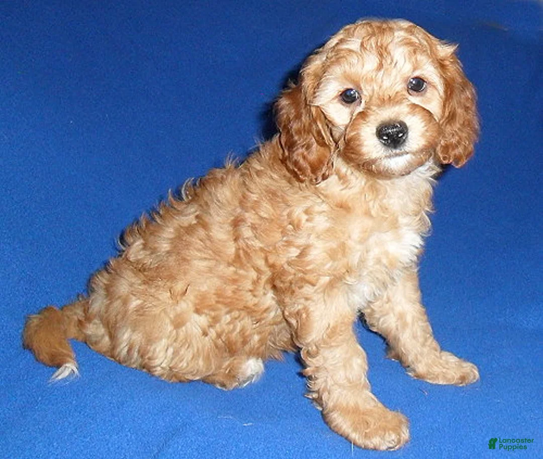 Cockapoo dogs for sale: Peanut - Ad 5