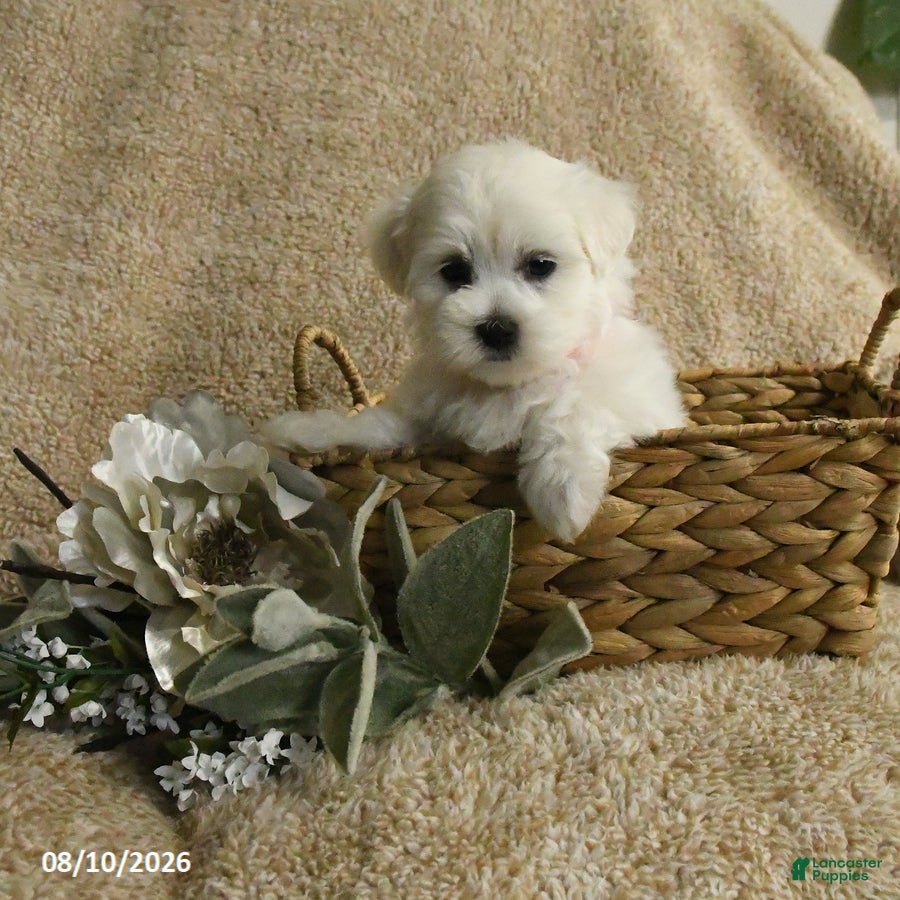 Maltese dogs Racer - Ad 1