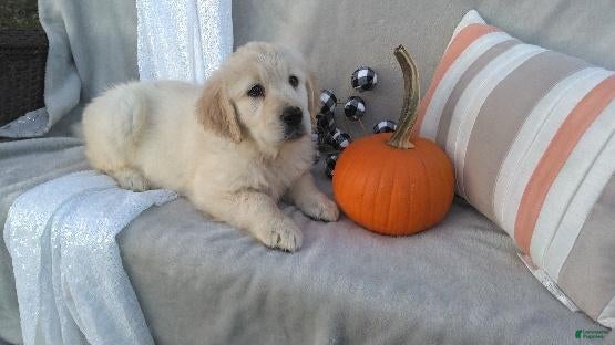 Golden Retriever dogs for sale: Ashely - Ad 1