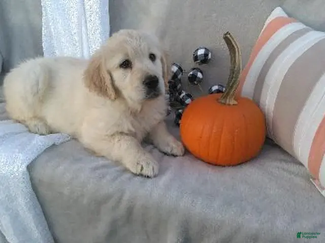 Golden Retriever dogs for sale: Ashely - Ad 1