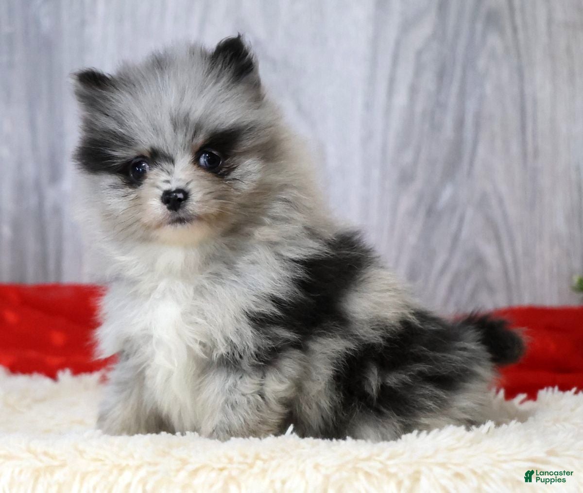 Pomeranian dogs Cal - Ad 1