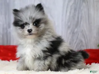Pomeranian dogs for sale: Cal - Ad 3