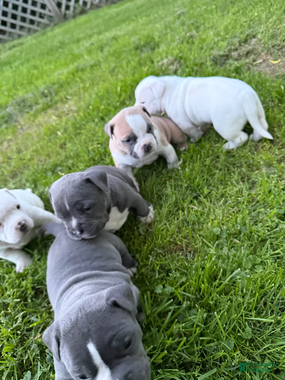 American Bully dogs for sale: Brutis  - Ad 2