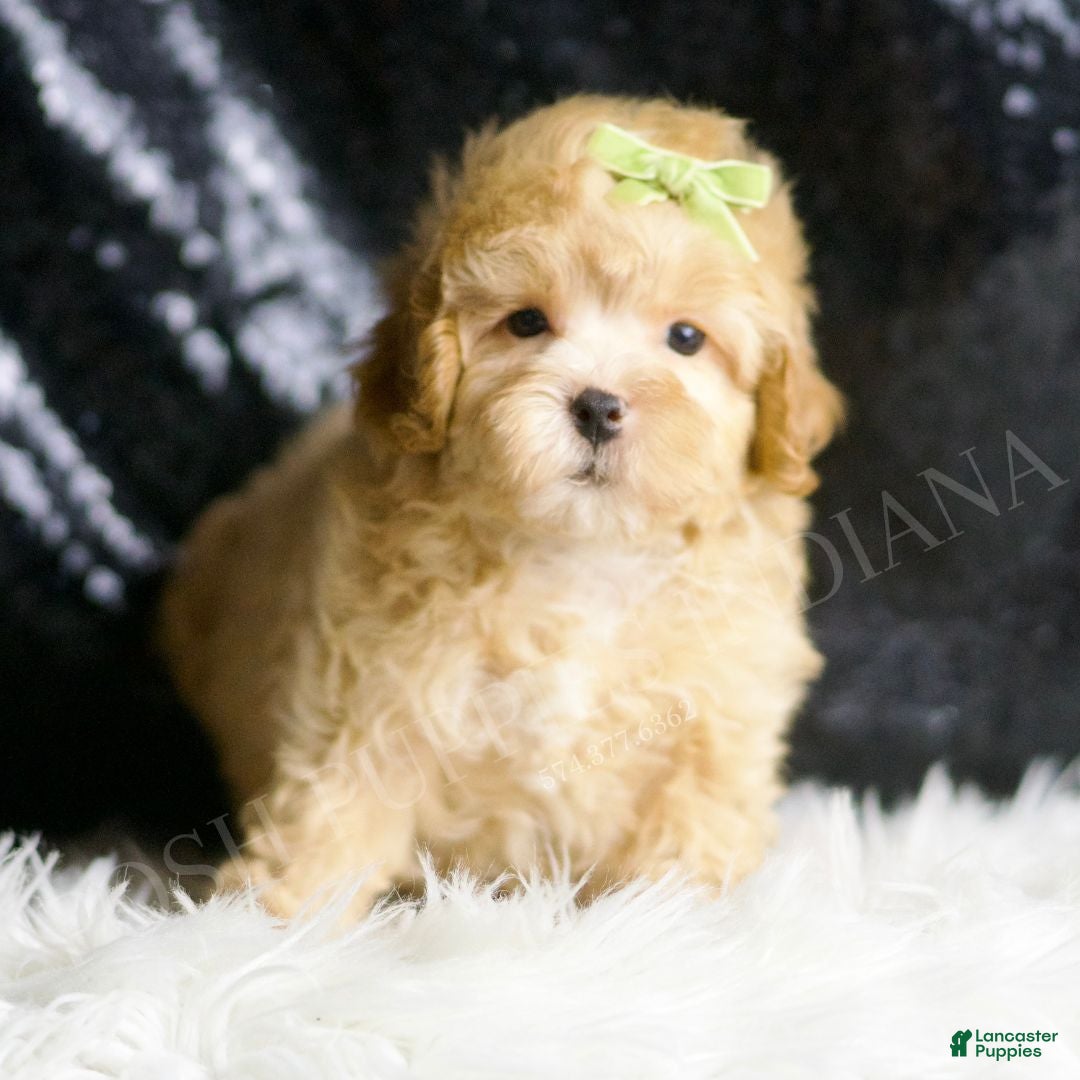 Maltipoo dogs for sale: Emrys - Ad 3