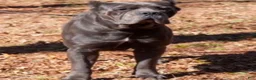 Cane Corso dogs for sale: Cane Corso 1 - Ad 7