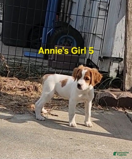Brittany Spaniel dogs AKC/UKC French Brittany Annie's Girl 5 - Ad 1