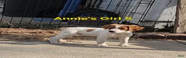 AKC/UKC French Brittany Annie's Girl 5