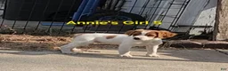 Brittany Spaniel dogs for sale: AKC/UKC French Brittany Annie's Girl 5 - Ad 1