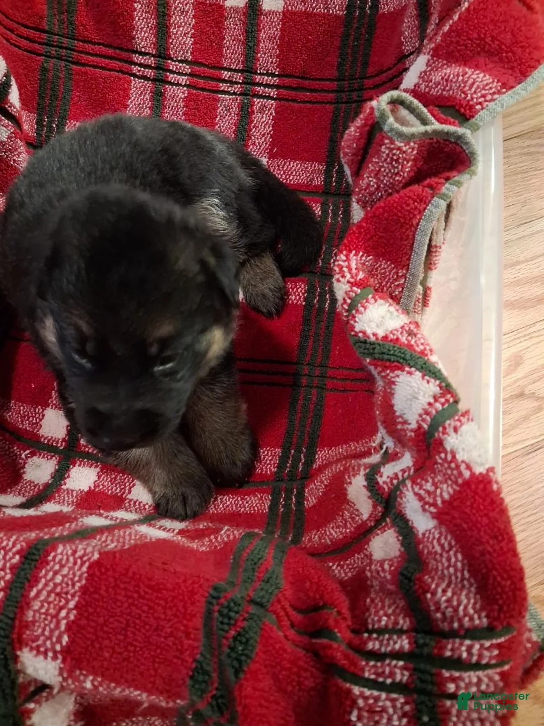 German Shepherd dogs for sale: Boy 1  - Ad 1