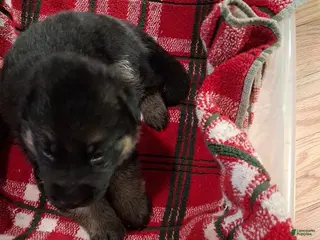 German Shepherd dogs Boy 1 - Ad 37