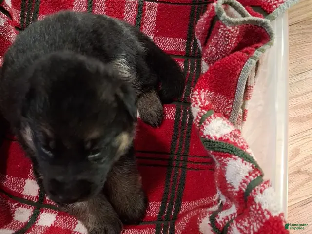German Shepherd dogs for sale: Boy 1 - Ad 4