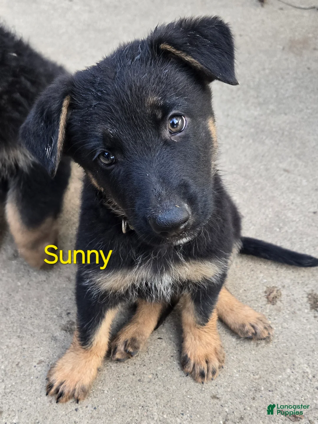 German Shepherd dogs for sale: Sunny - Ad 2