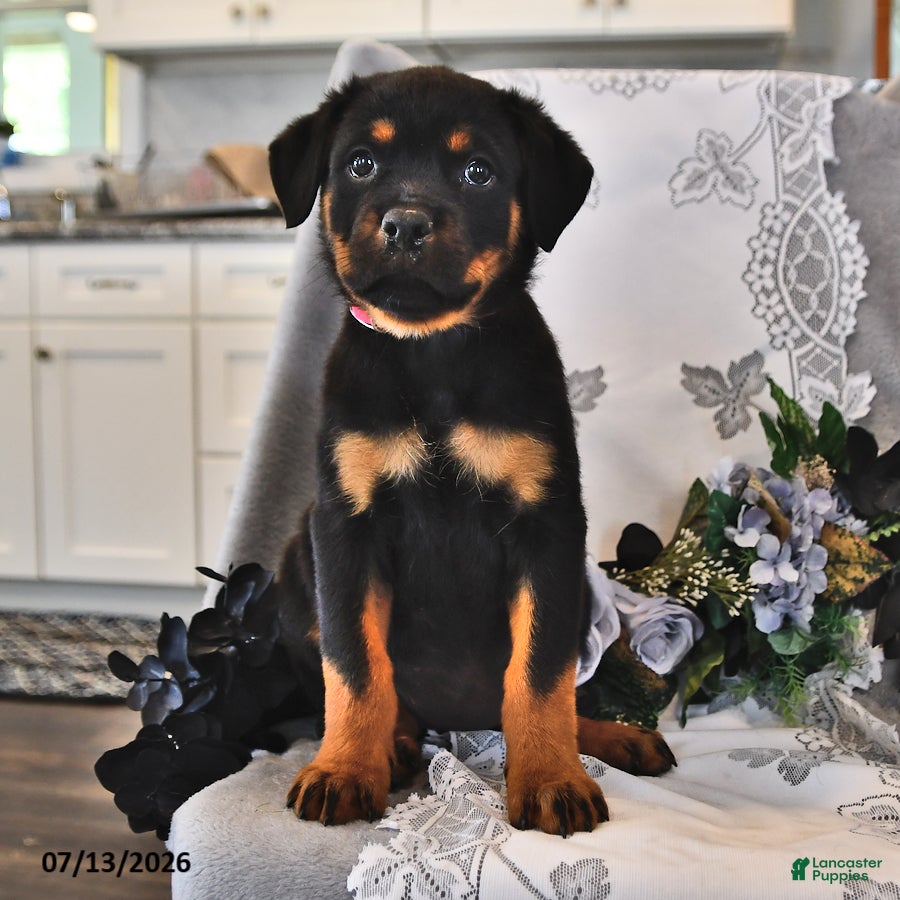 Rottweiler dogs Penny - Ad 2