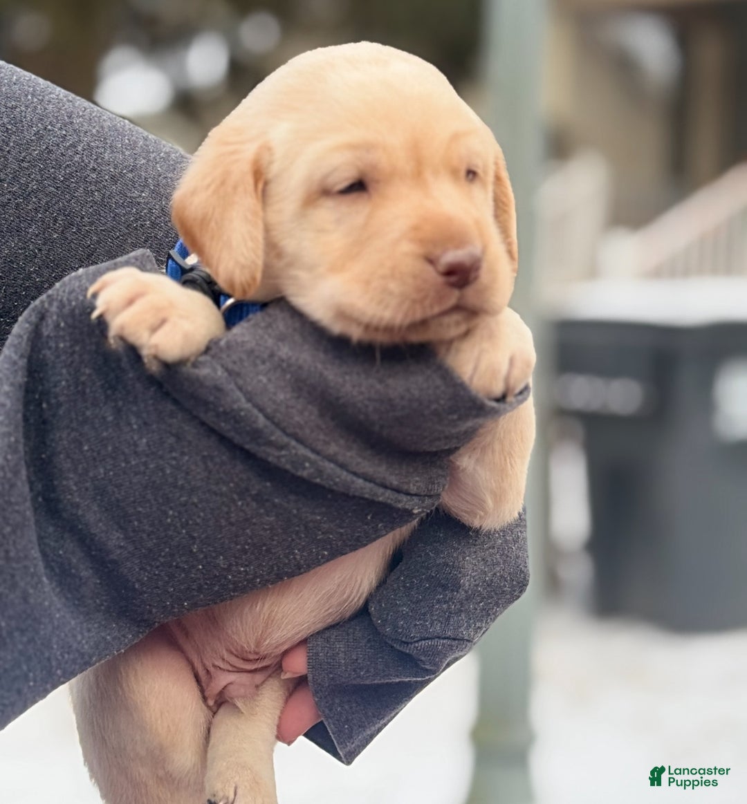 Labrador Retriever dogs for sale: Labrador Retriever Puppy 1 - Ad 13