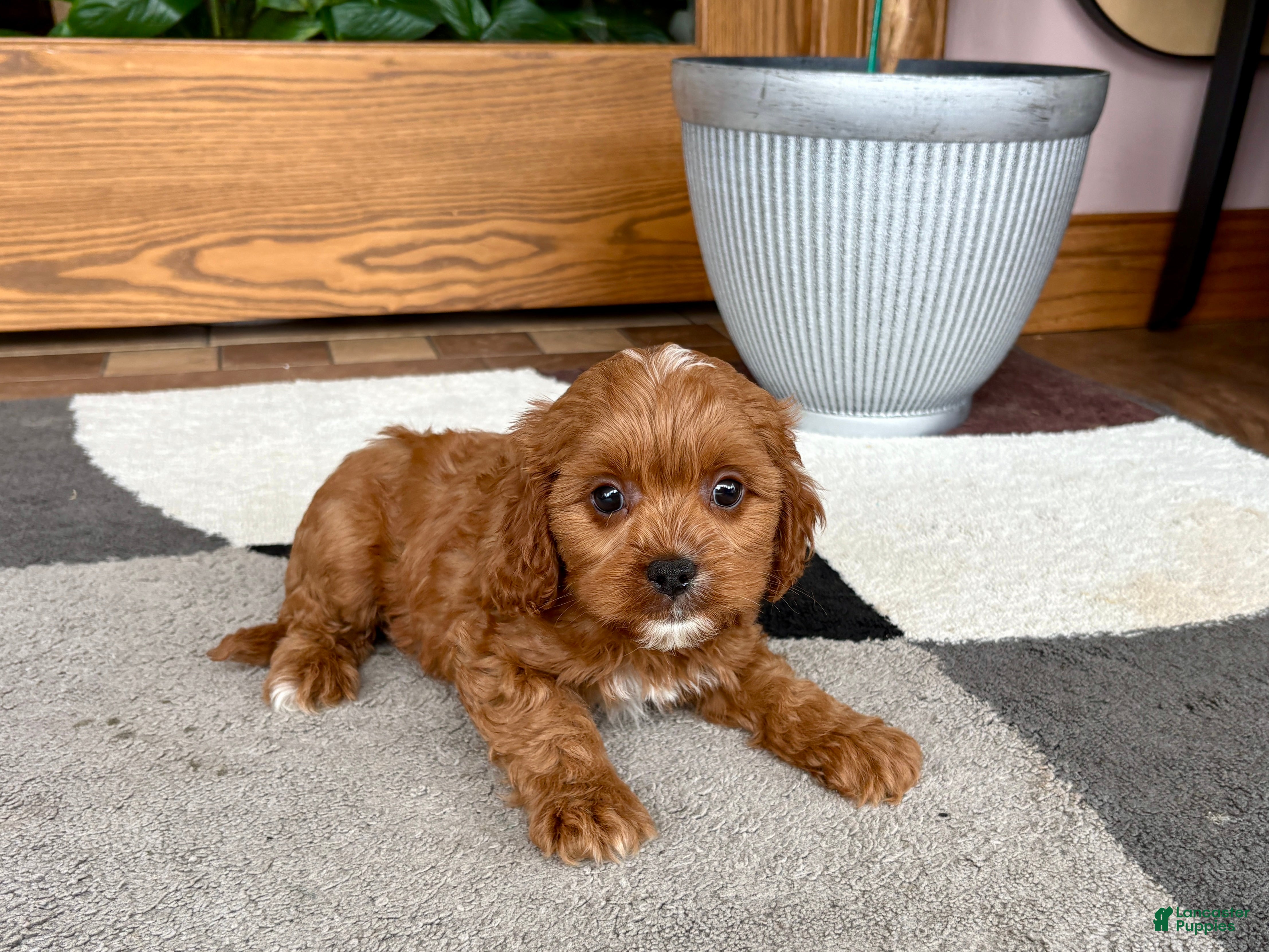 Cavapoo dogs Cavapoo 1 - Ad 1